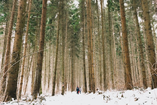 Couple walking through a forest of tall trees