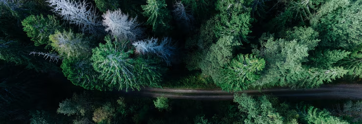 A road through the forest, viewed from above the trees
