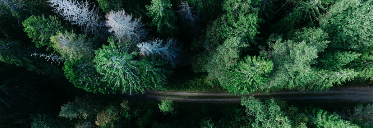 A road through the forest, viewed from above the trees