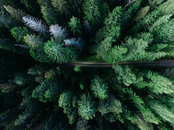 A road winding through a forest