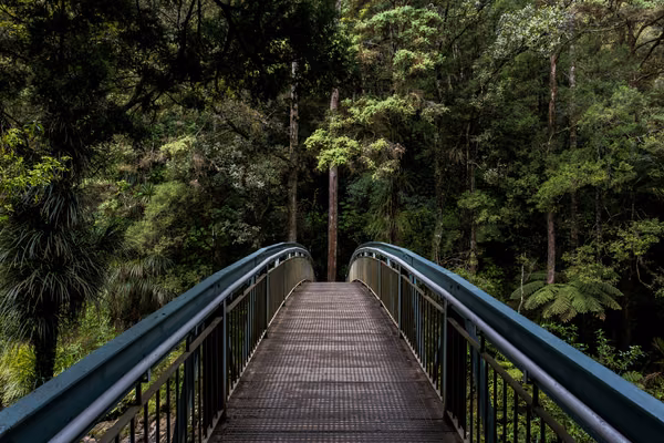 A road winding through a forest