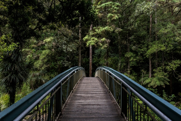 A road winding through a forest