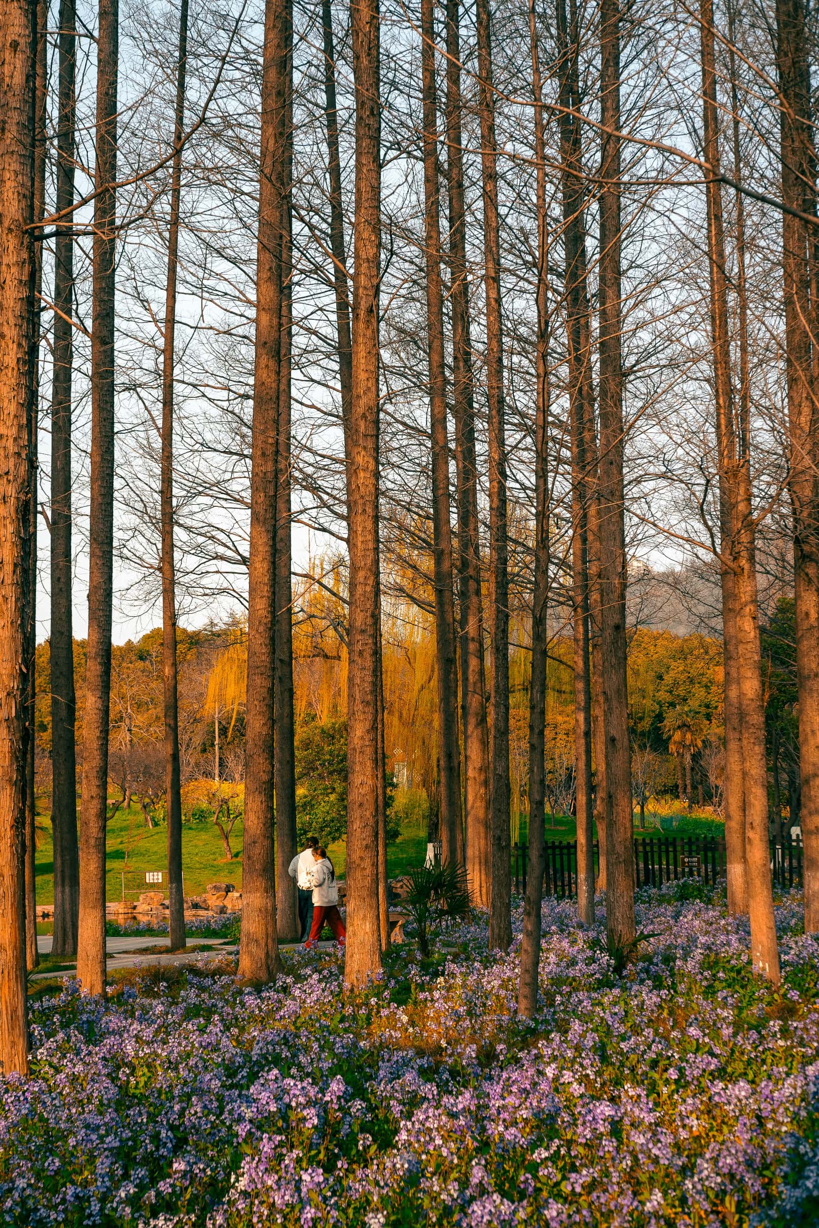 Two people walking through tall trees